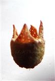  Fruit